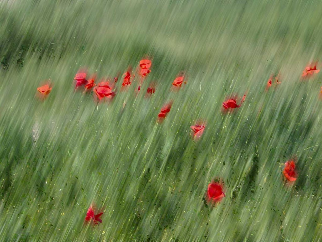 field-of-wild-roses-bg